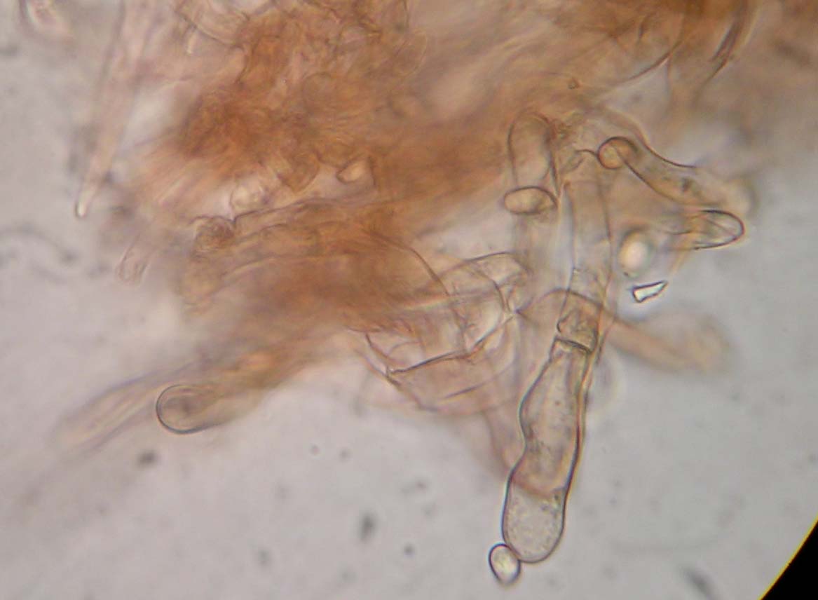 Lepiota da determinare